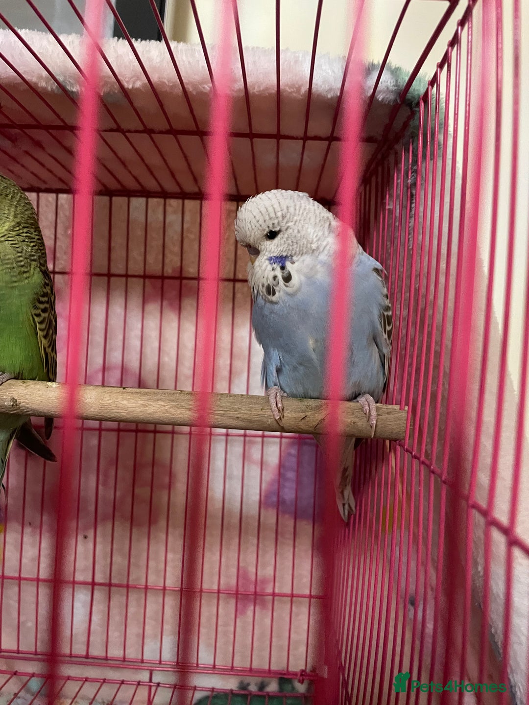 Budgerigars birds for sale: Baby Budgies’s xx males and females available  in Knutsford - Image 14