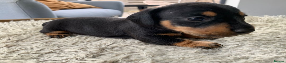 Miniature Dachshund Puppy 4
