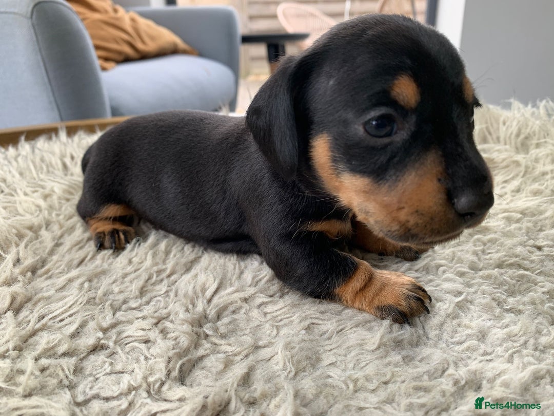 Miniature Dachshund dogs for sale: Quality KC Miniature Dachshund Puppies - Image 17