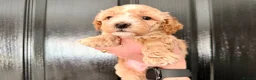 Maltipoo dogs for sale: Maltipoo F1B  in Walsall - Advert 3