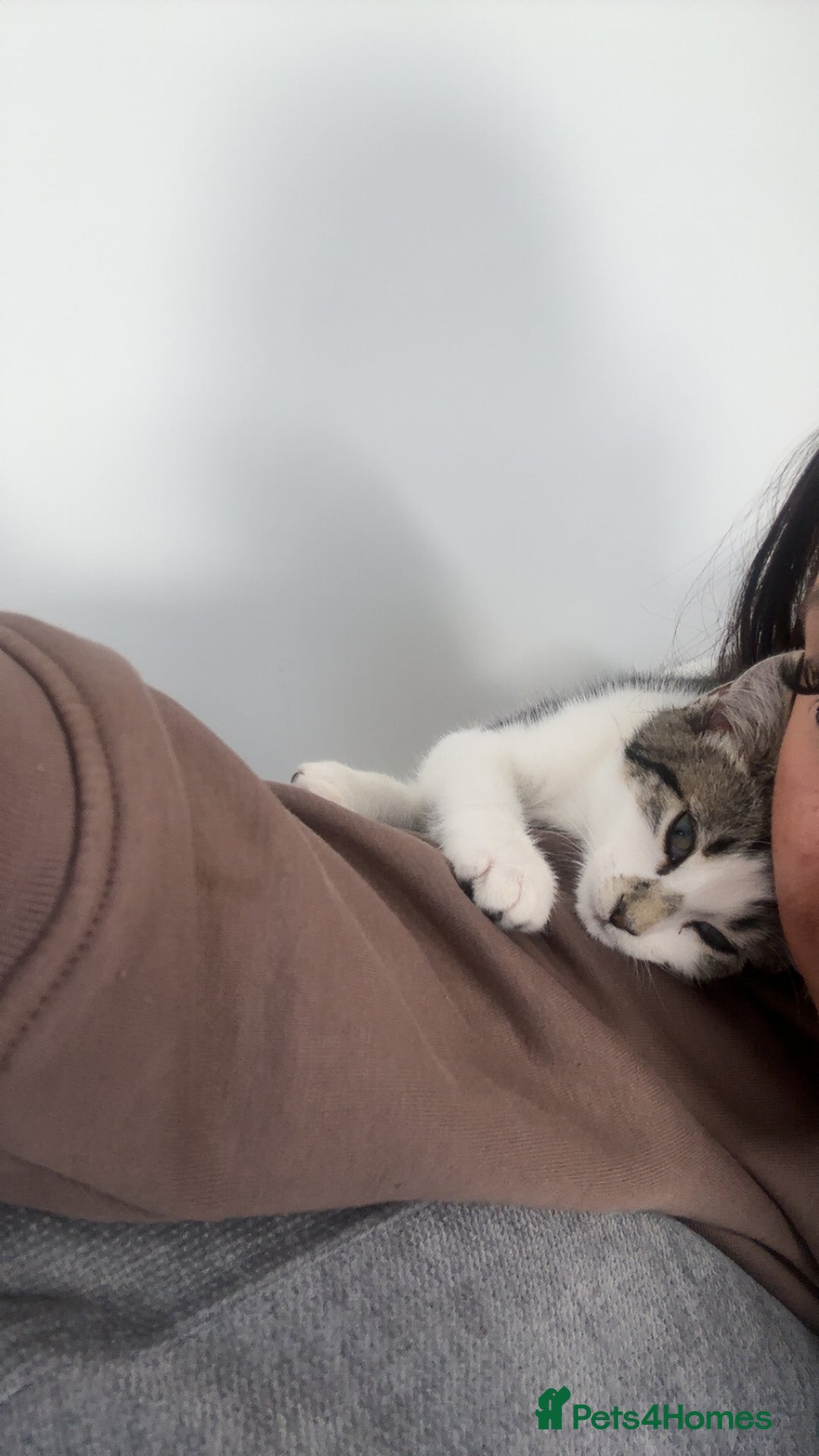 Mixed Breed cats for sale: Phoebe, 10 Months Old 🐾 🩷 - Advert 22