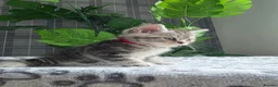 Scottish Fold cats for sale: Beautiful Scottish Fold & Straight Cross Kittens - Advert 8