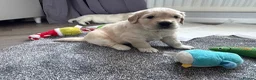Golden Retriever dogs for sale: Male Cream golden retriever pup ready now - Advert 11