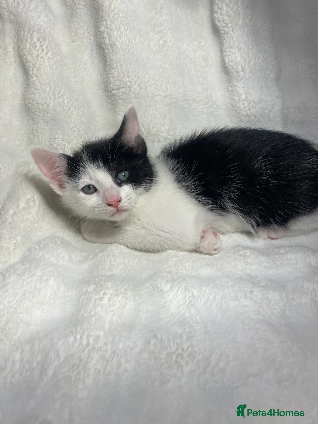 Mixed Breed cats for sale: Adorable Kitten Awaiting His Forever Home🏡 - Advert 3
