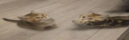 Scottish Fold cats for sale: 3 Adorable Scottish fold kittens 💙  - Advert 14