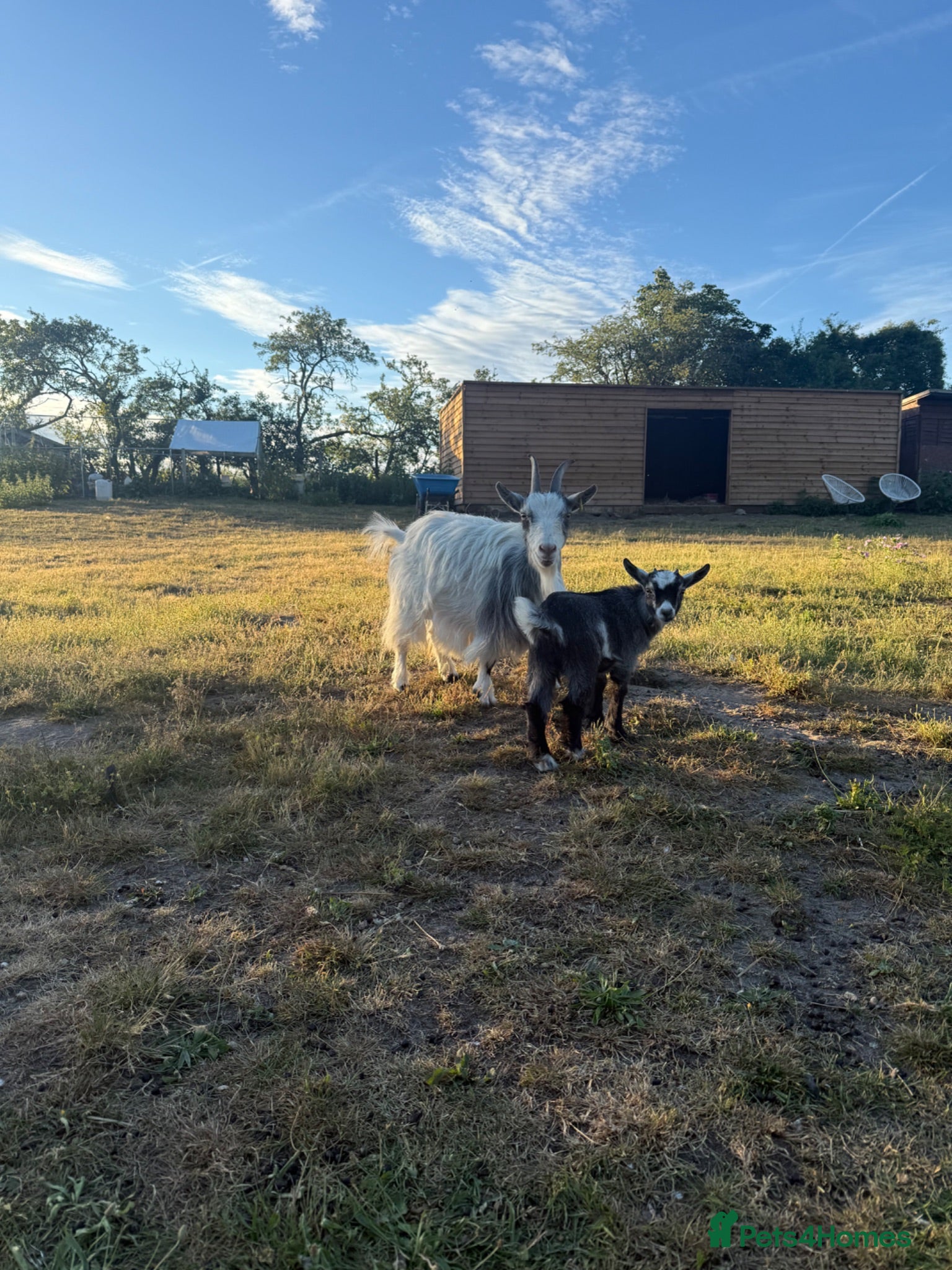 Goats livestock Pygmy goats- Nannie’s and kids  - Advert 2
