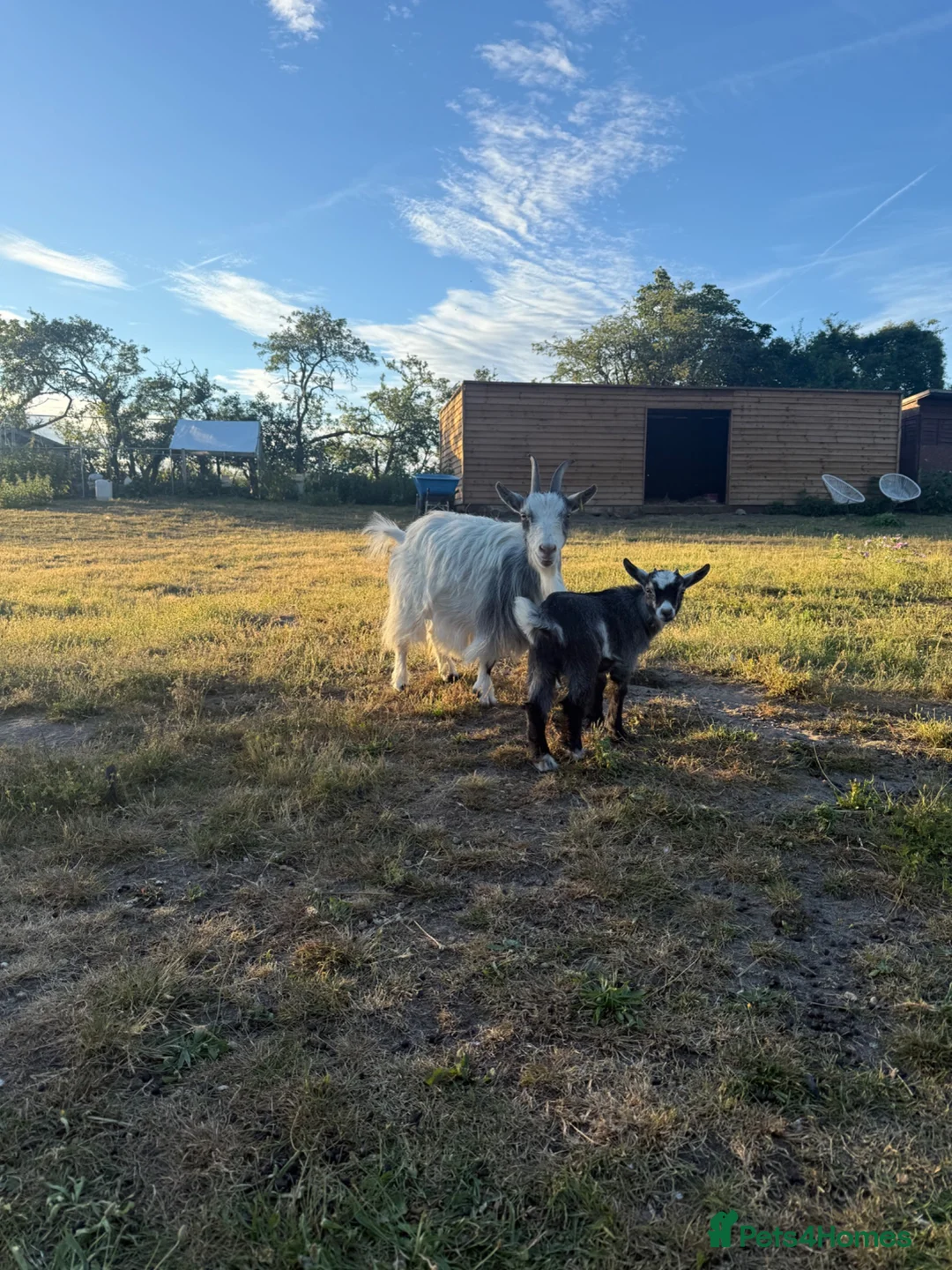 Goats livestock for sale: Pygmy goats- Nannie’s and kids  - Advert 2