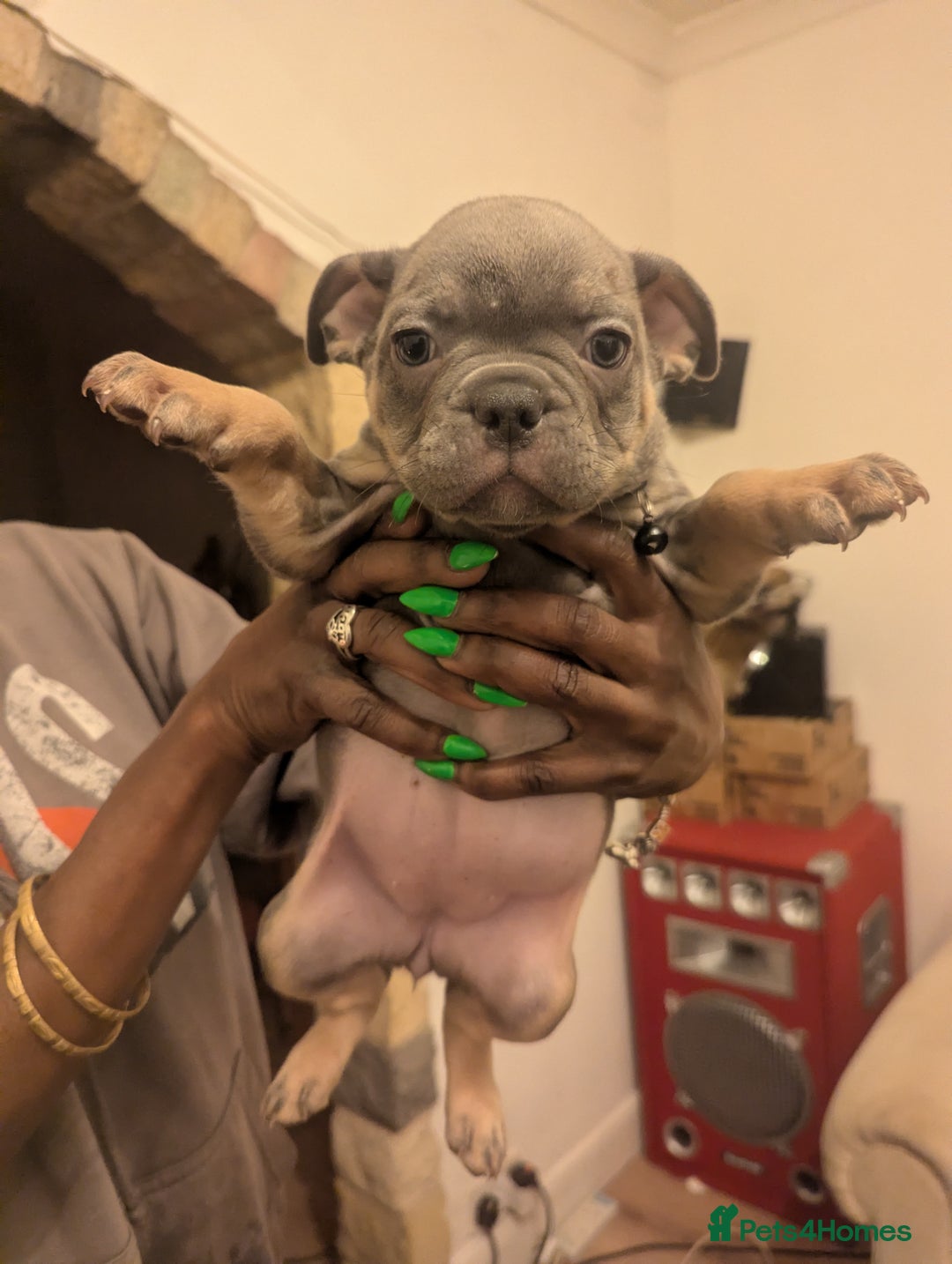 Mixed Breed dogs for sale: All cute and little tanks!  - Advert 10