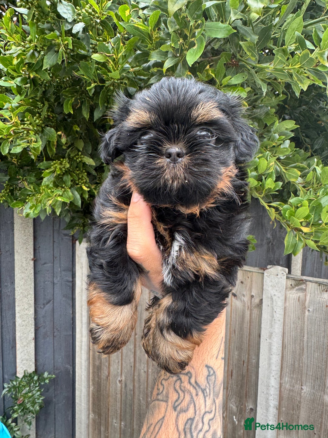 Shih Tzu dogs for sale: LAST BOY LEFT Imperial shih tzu dobies - Image 8