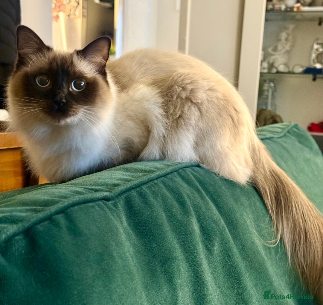 Ragdoll cats for sale: Little monkey  - Advert 2