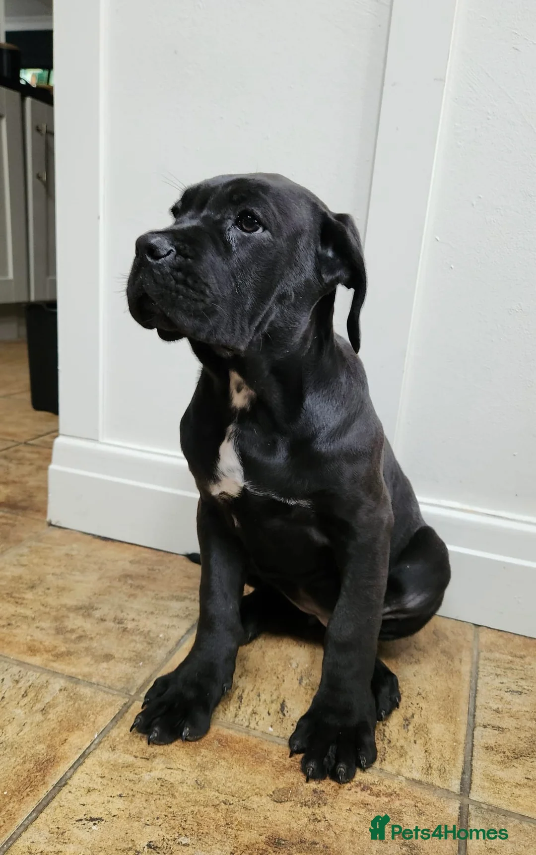 Cane Corso dogs for sale: Champion Blood Line Cane Corso Puppies - Advert 16