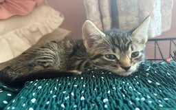 Domestic Shorthair cats for sale: Tabby kittens for sale  - Image 6