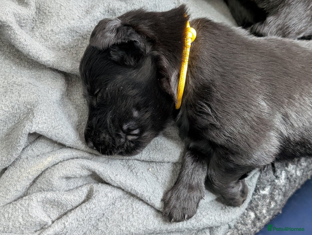 Flat coated Retriever dogs for sale: KC Flat Coated Retriever Puppies - Image 23