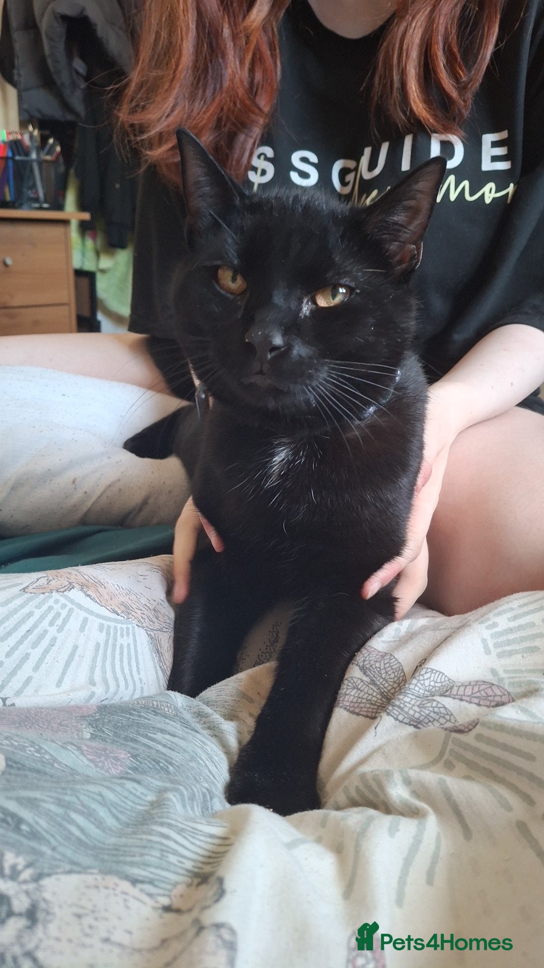 British Shorthair cats for sale: Looking for a good home  - Image 2