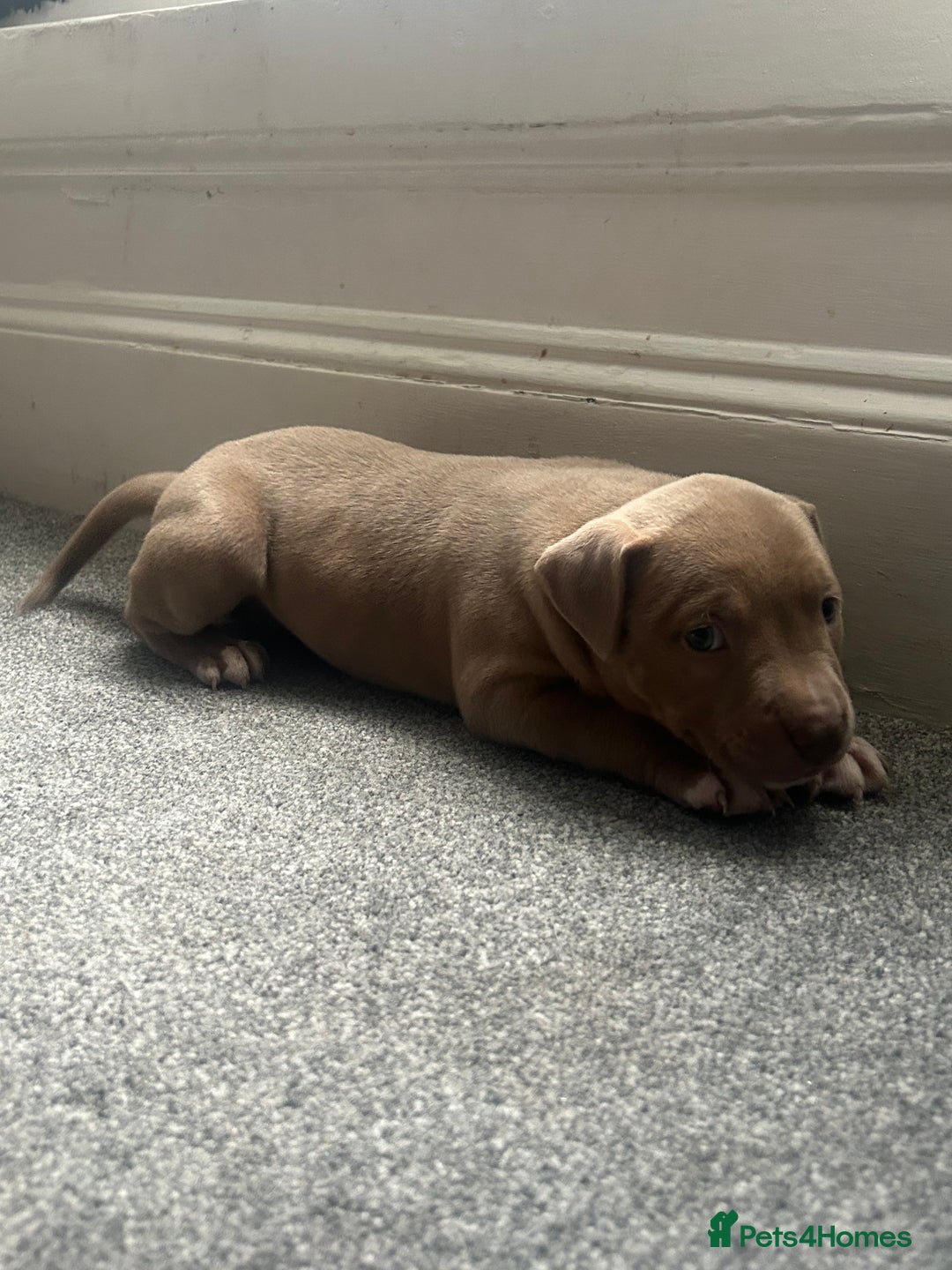 Mixed Breed dogs for sale: 2 beautiful pups READY TO LEAVE  - Image 21