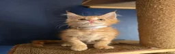Maine Coon cats for sale: Tica MaineCoon  - Advert 28