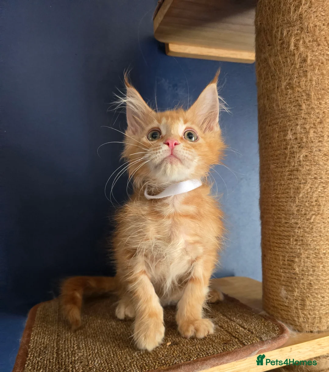 Maine Coon cats for sale: Tica MaineCoon  - Advert 28