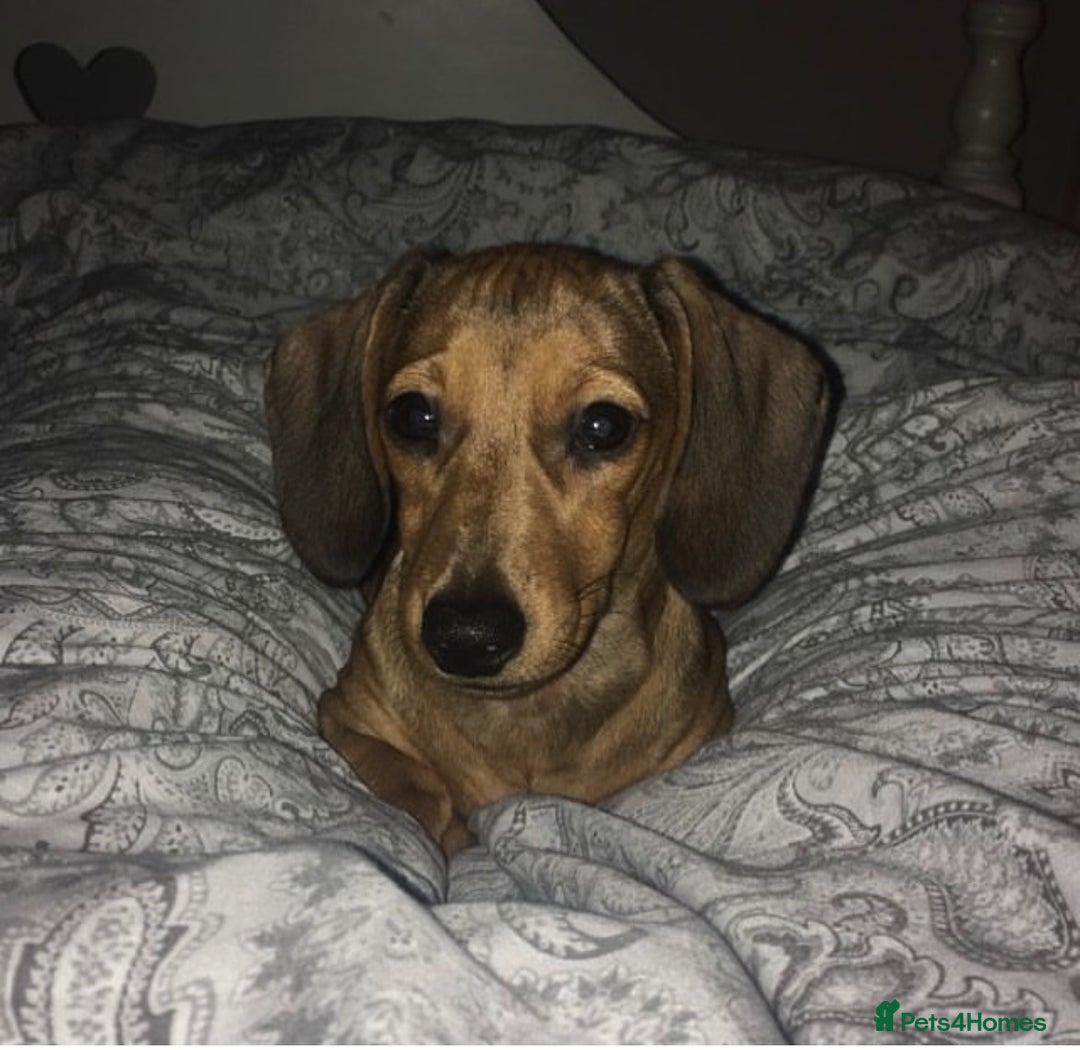 Miniature Dachshund dogs for sale: Kc true miniature dachshunds puppies - Image 7