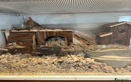 Hamster rodents for sale: George the Syrian Hamster (includes cage etc…) - Image 5