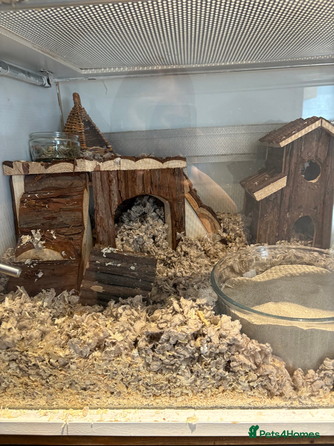 Hamster rodents for sale: George the Syrian Hamster (includes cage etc…) - Image 5