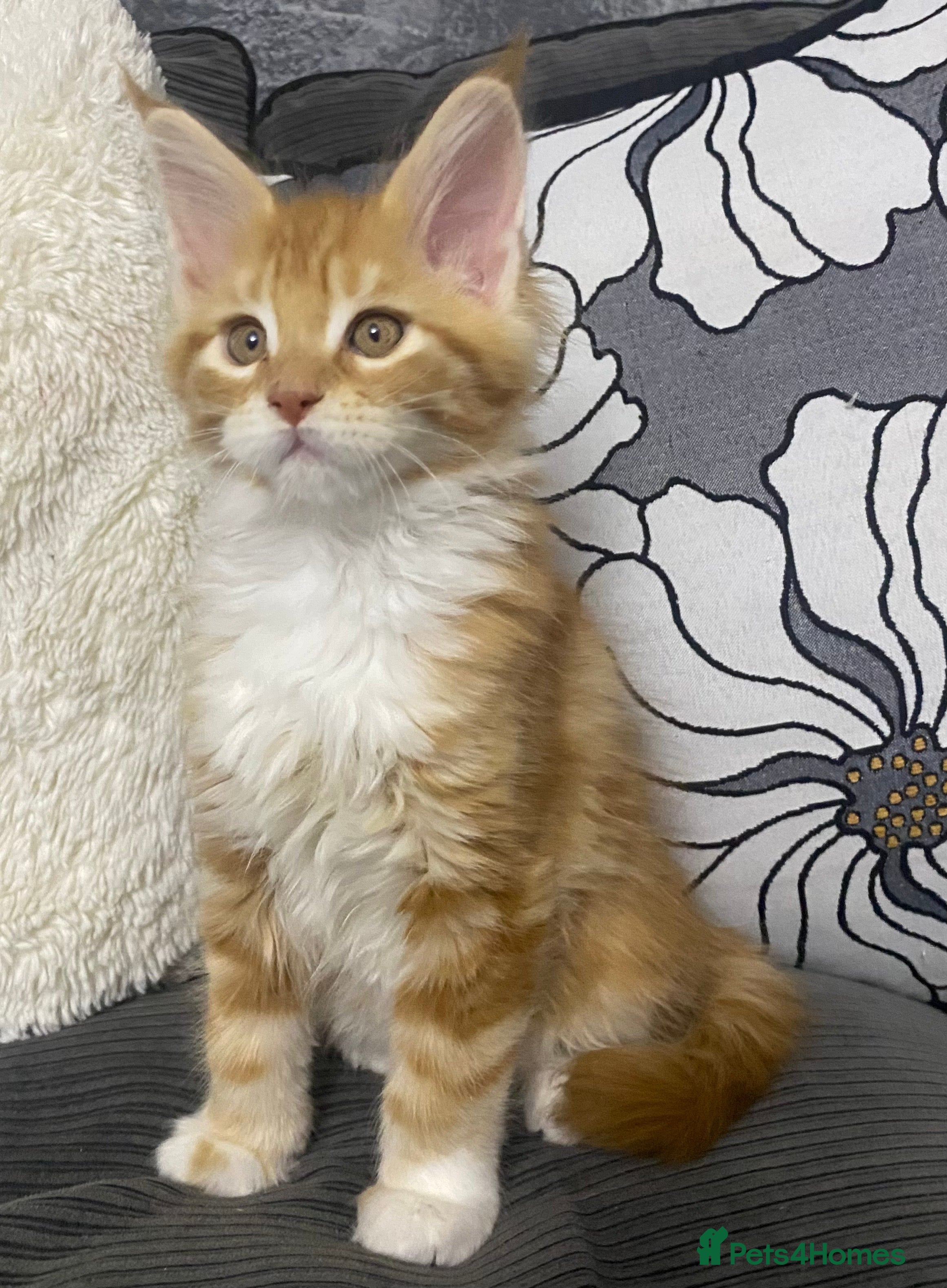 Maine Coon cats XL MAINE COON KITTENS - Advert 10