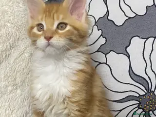 Maine Coon cats XL MAINE COON KITTENS - Advert 10