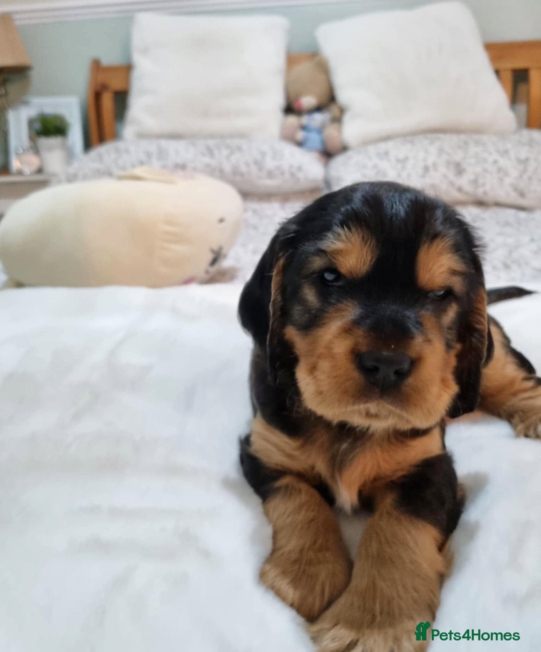 Cocker Spaniel dogs for sale: 🐾 Beautiful Show Cocker Spaniel Puppys - Image 6