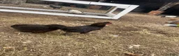 Chickens poultry for sale: Laying hens + other Chickens for Sale  - Advert 9