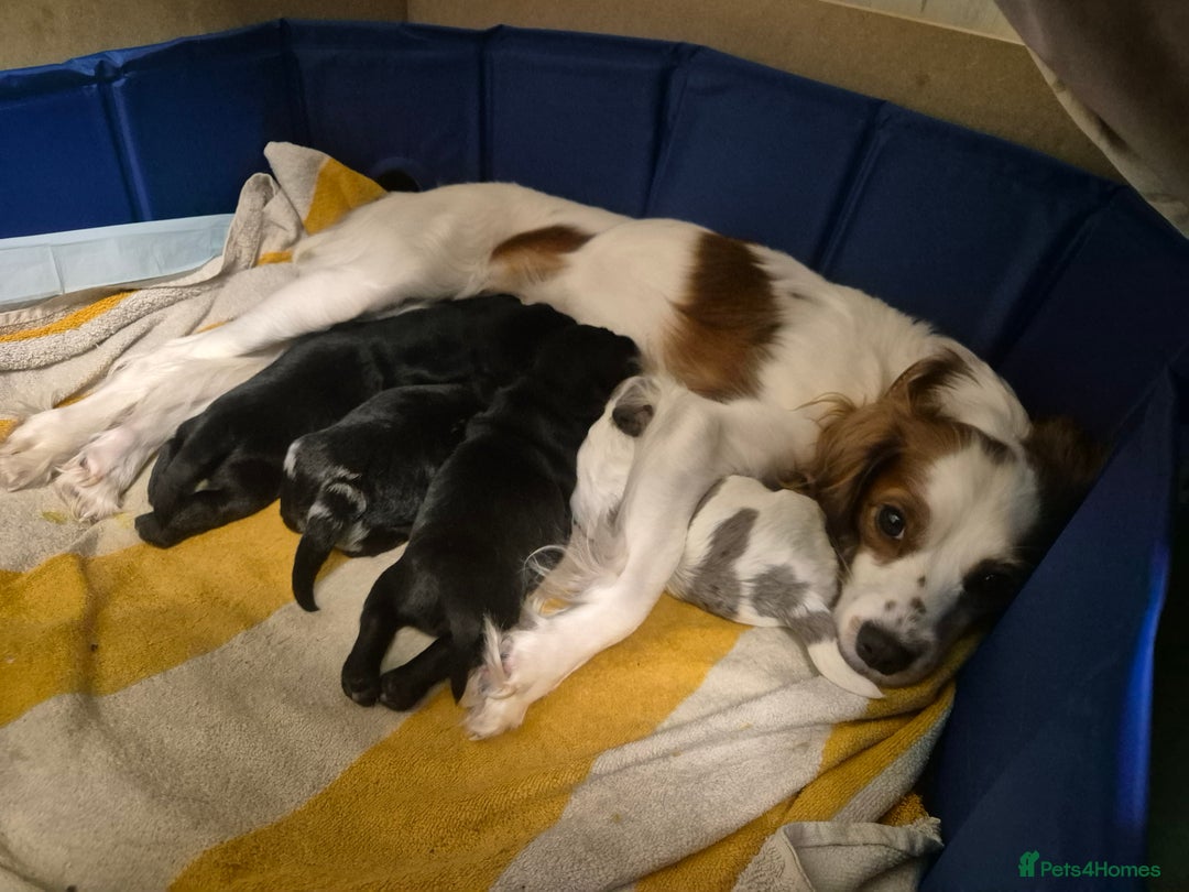 Mixed Breed dogs for sale: Dashalier puppies  - Advert 12