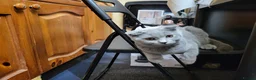 British Shorthair cats for sale: British short hair kitten  - Advert 9
