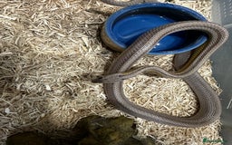 Snake reptiles for sale: Multiple animals - Advert 4