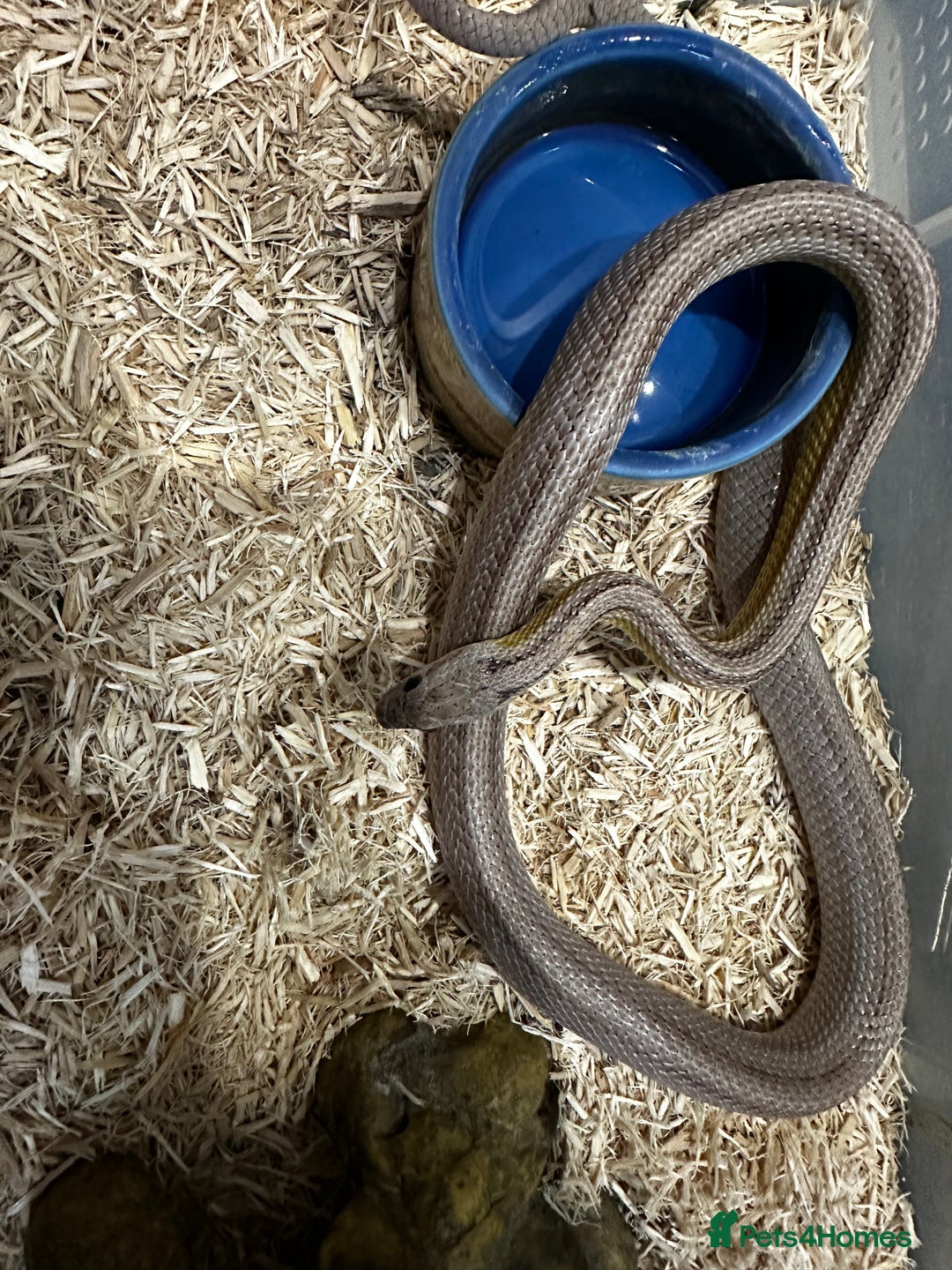 Snake reptiles for sale: Multiple animals - Advert 4