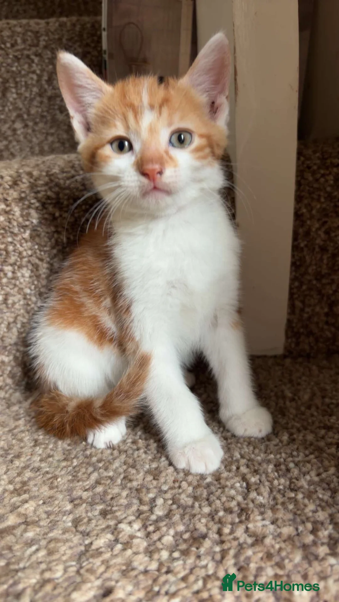 Mixed Breed cats for sale: Ready now - various colours  - Advert 3