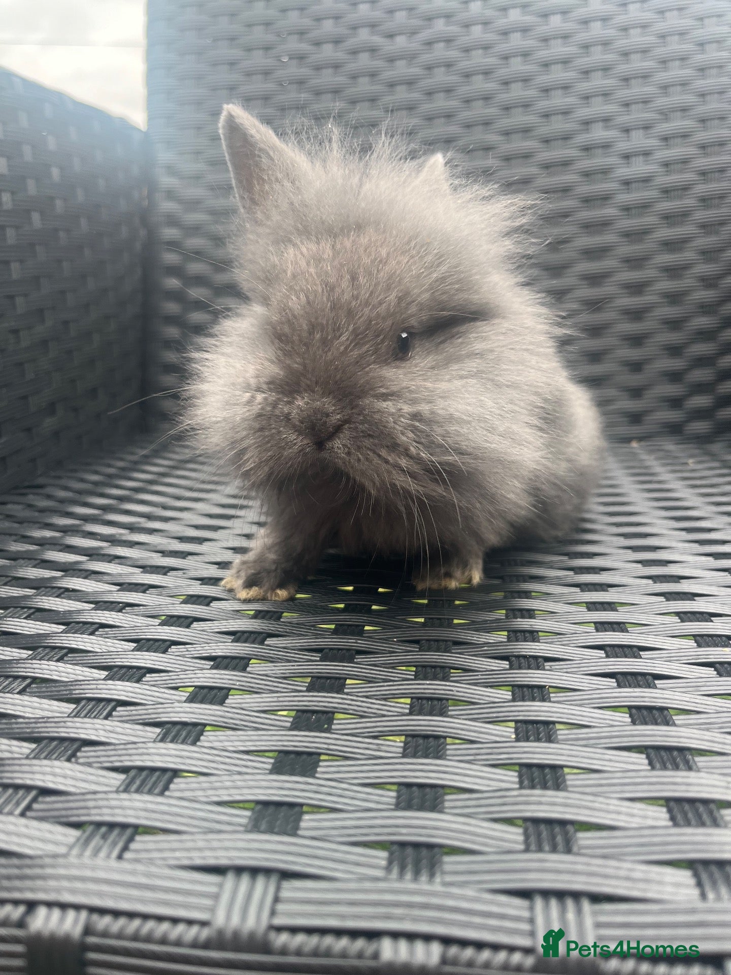 Mini Lion Lop rabbits Ready to go lionhead lops - Advert 11