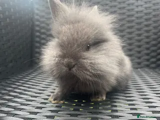 Mini Lion Lop rabbits Ready to go lionhead lops - Advert 1