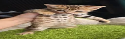 Bengal cats for sale: Outstanding rosetted brown bengal girls and boys🔥 - Advert 30