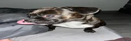 Mixed Breed dogs for sale: Urgent ivy  in Bonnyrigg - Advert 2