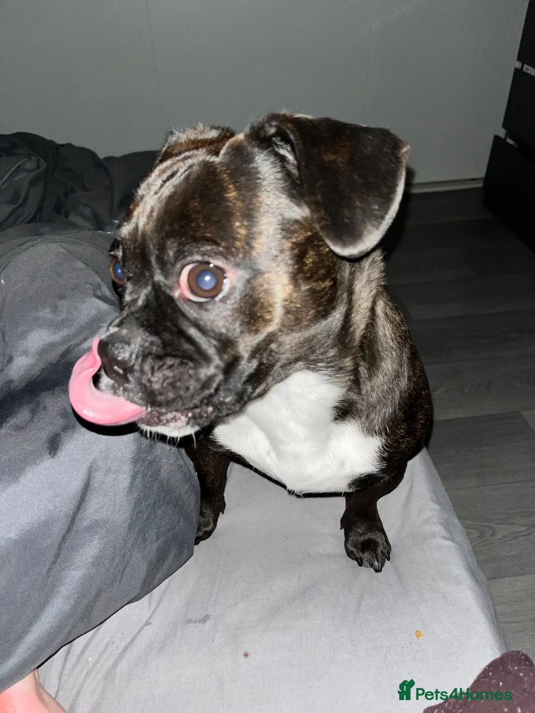 Mixed Breed dogs for sale: Urgent ivy  in Bonnyrigg - Advert 2