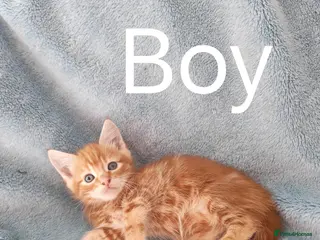 Mixed Breed cats GINGER,GREY & TABBY KITTENS VIDEOS - Advert 2