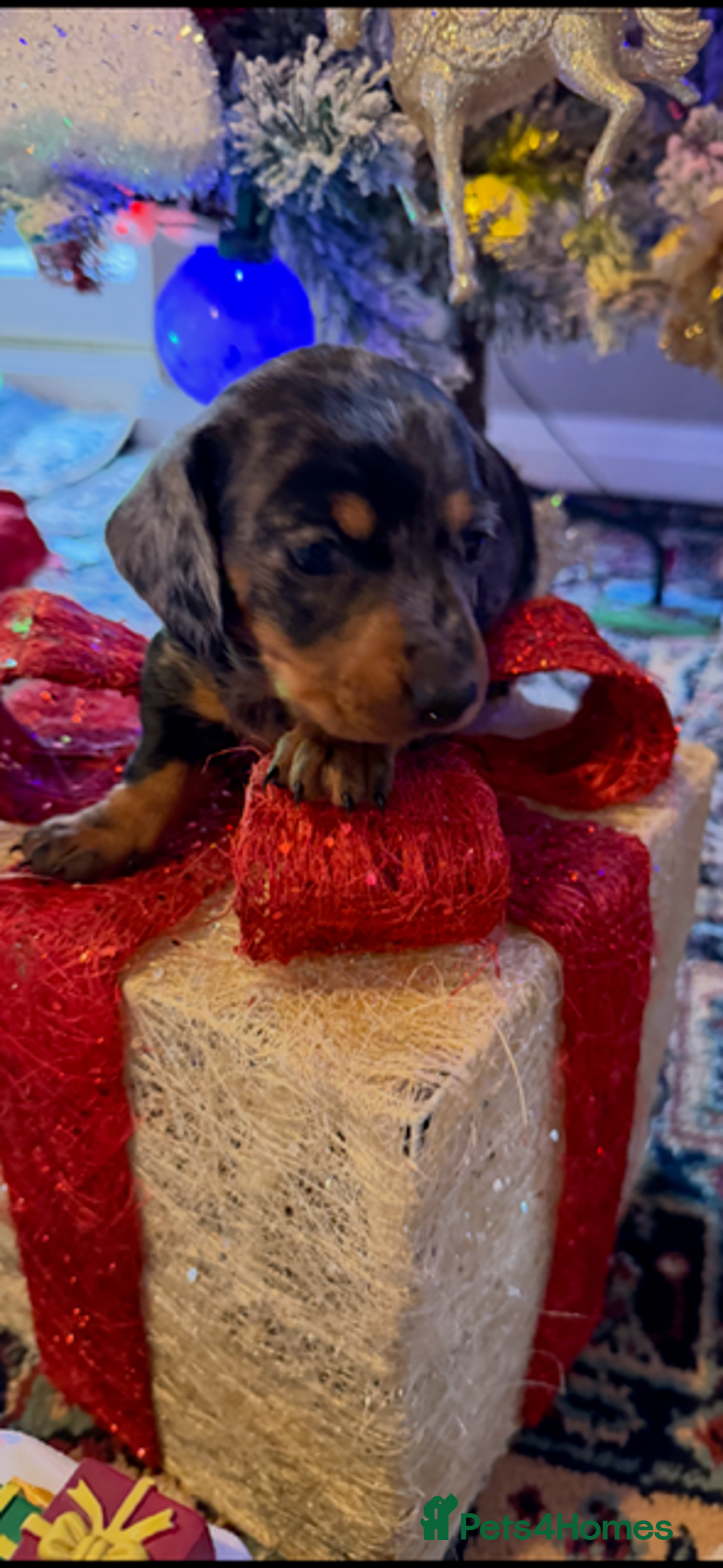 Miniature Dachshund dogs for sale: Miniature Dachshund Puppies - Advert 4