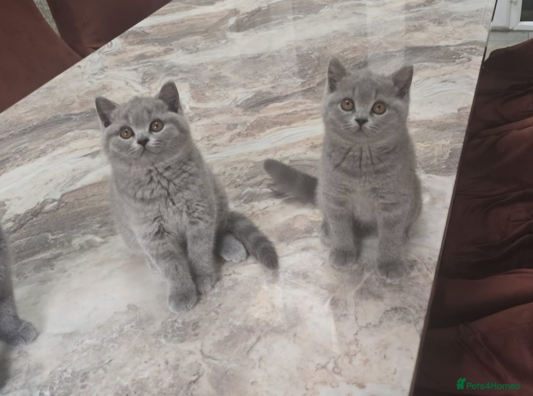 British Shorthair cats for sale: GORGEOUS BSH Kittens - Image 9