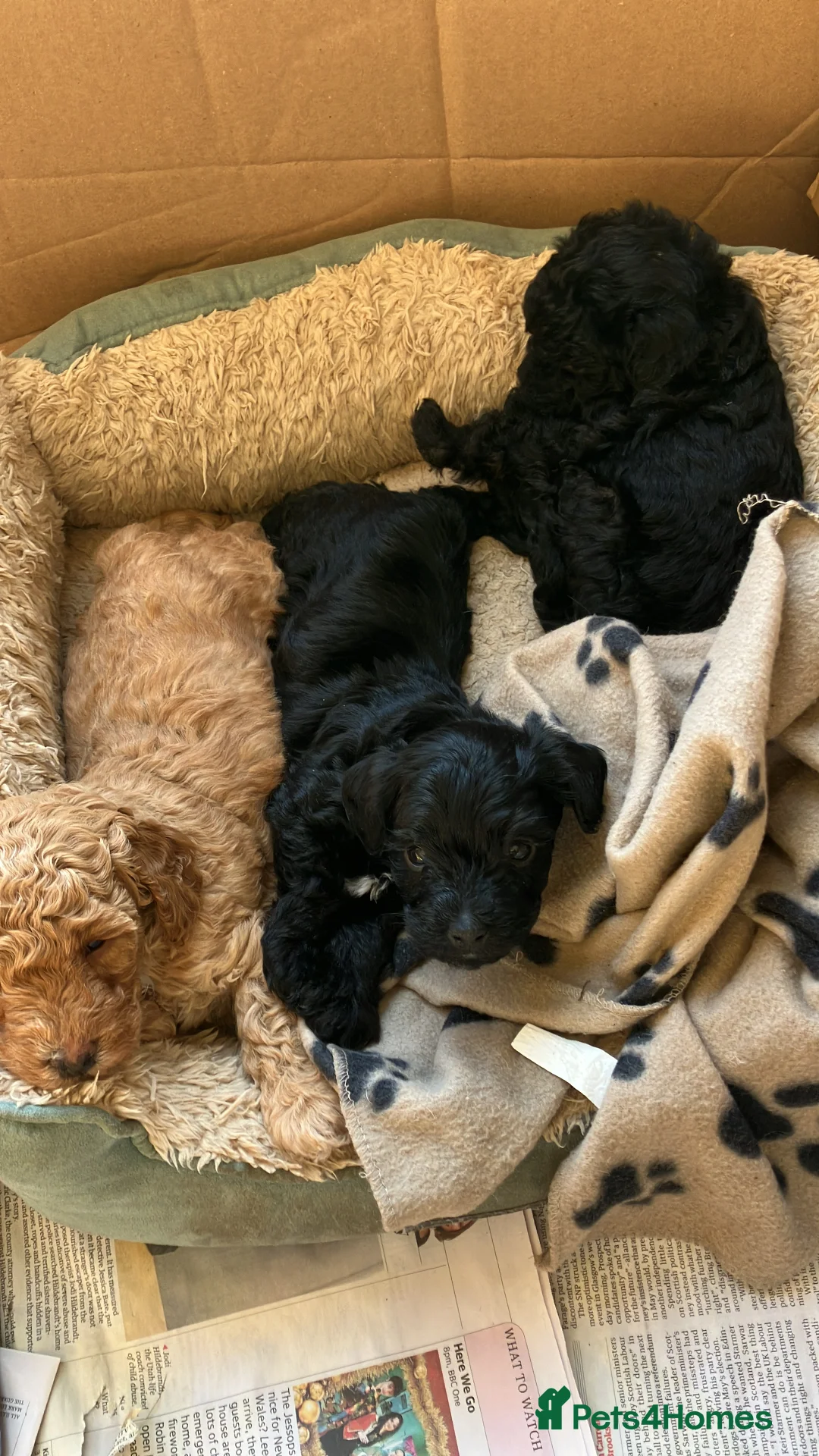 Jackapoo dogs for sale: Miniature poodle / jackapoo cross breed puppy - Advert 4