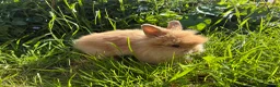 Lionhead rabbits for sale: 2 stunning boy lionhead babies - Advert 5