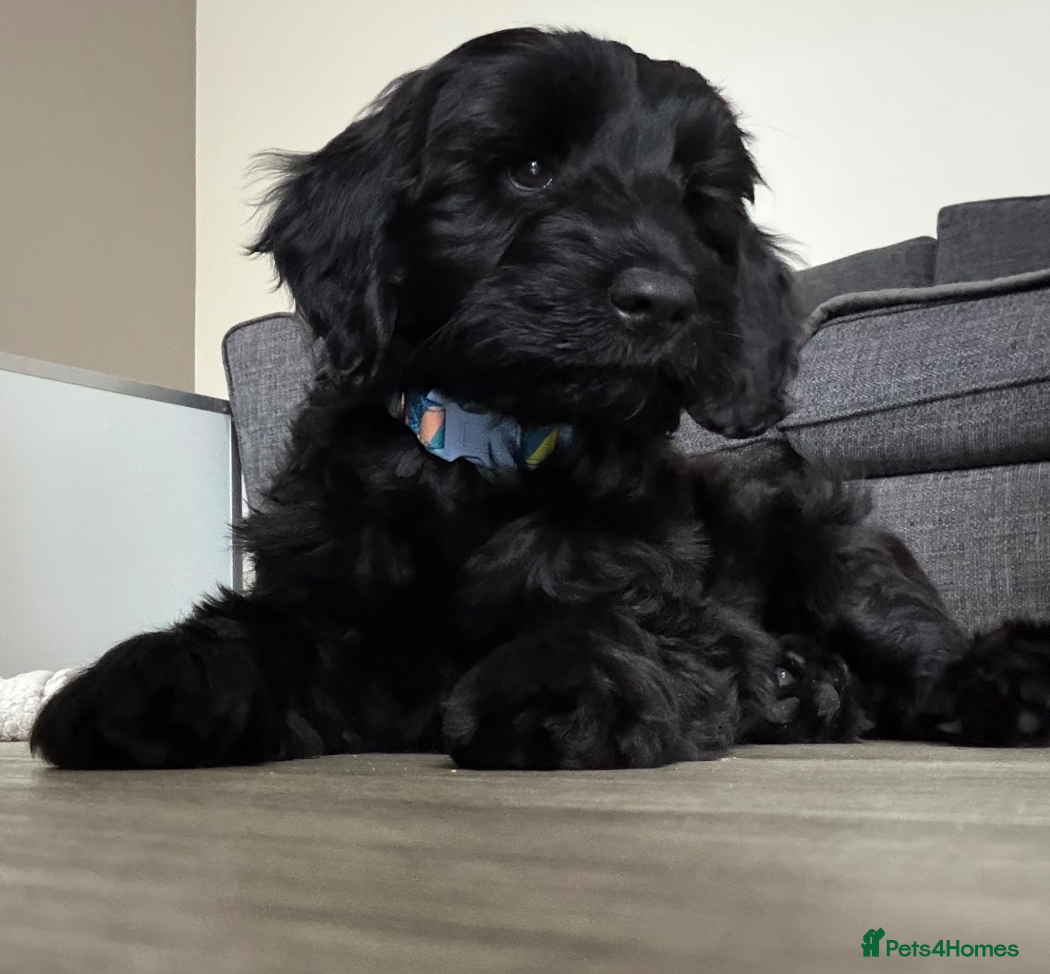 Australian Labradoodle dogs Ready immediately looking for my forever family?   - Advert 4