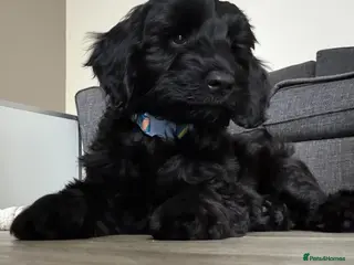 Australian Labradoodle dogs Ready immediately looking for my forever family? - Advert 4