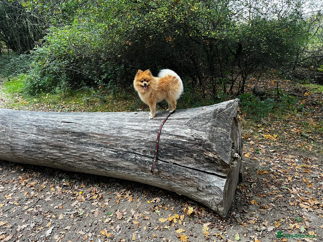 Pomeranian dogs for stud: ✨ Stunning KC Pomeranian available for stud ✨ - Advert 6