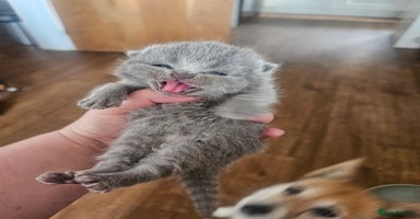 British Shorthair cats - Advert 3