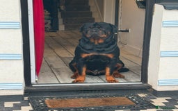 Rottweiler dogs for stud: Rottweiler stud  - Image 7