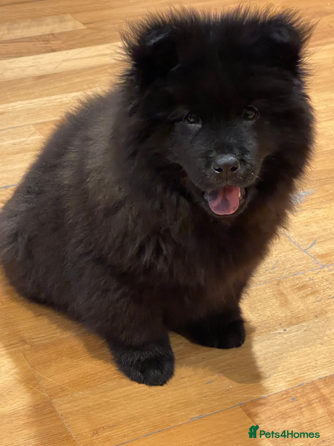 Mixed Breed dogs for sale: Chowsky boy  - Image 1