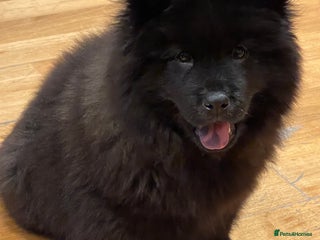 Mixed Breed dogs - Advert 5